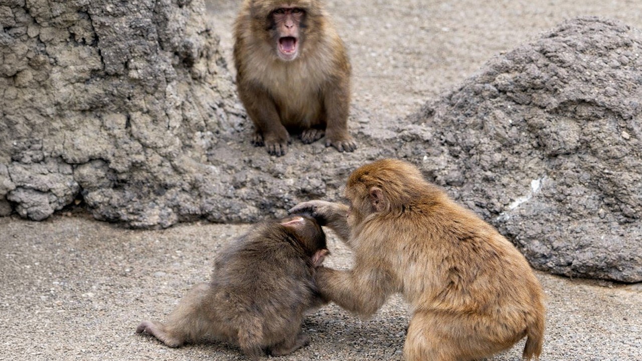 Punch is not alone! Attacked, but saved by a friend