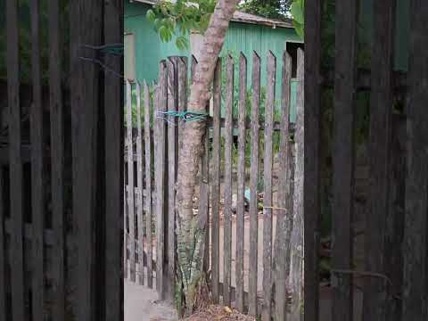 pé de roça gigante em guajará Amazonas, #filmagem #péderoça #guajaráAmazonas #viralizar