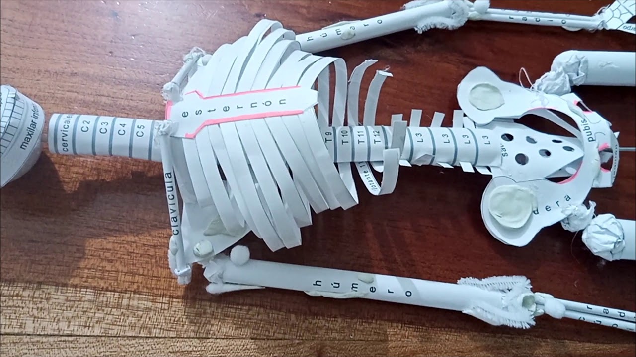 Maqueta - Características de los huesos