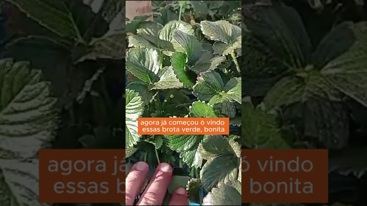 Recuperei minha lavoura