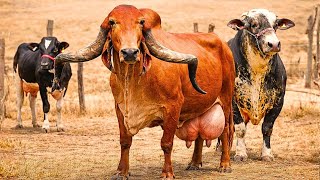 O ERRO que muitos COMETEM com o GIROLANDO/ Girolando x Girolando 