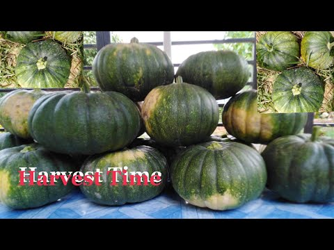 Kalabasa Farming || First Harvest 4th Update || Farmlife PH || #buhayprobinsya  #squash