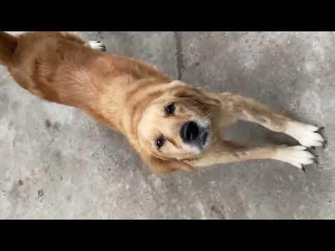 Golden Retriever is uninterested| Neighbour’s Golden Retriever #goldenretriever #dog 