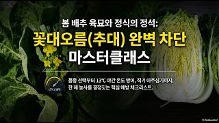 봄배추, 꽃대오름 예방
