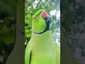 Mitthu Katore Katore Shorts Shortsvideo Parrot Mitthu Parrotshorts Talkingmitthu