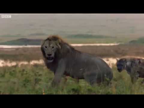 The Cheetah King Part 22: The Fight