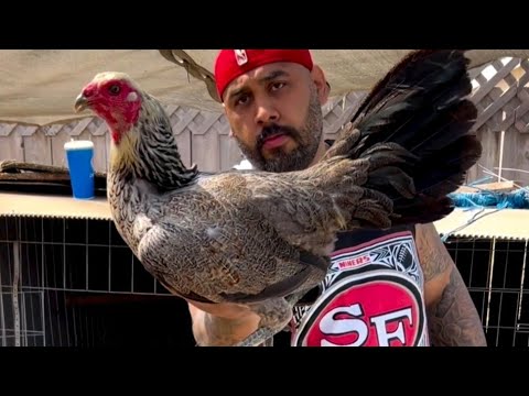 Beautiful Hennie Buttermilk Grey Chocolate - Savala Fowl Modesto Ca 🇺🇸