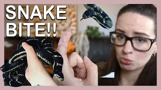 SNAKE BITE!? (What does it feel like? How to treat) by Jossers Jungle