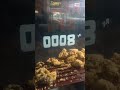 Apam Dan Kfc Di Matangsuri Pengusahamuda
