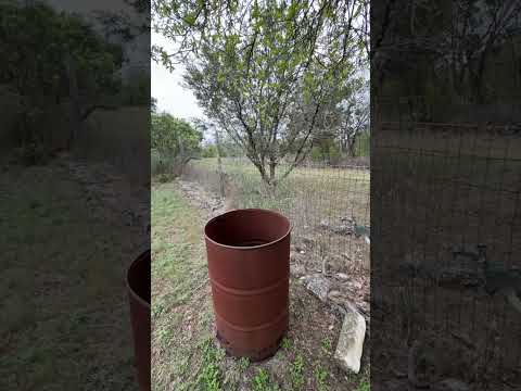 The Nightly Peacock Roundup