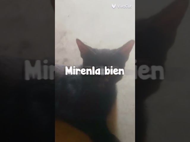 Vídeo relacionado con PKRD Felpudo para exteriores, grande, un grupo de gatos negros con ojos brillantes. Felpudo para puerta delantera, decoración de oficina grande para hombres (50 x 80 cm)