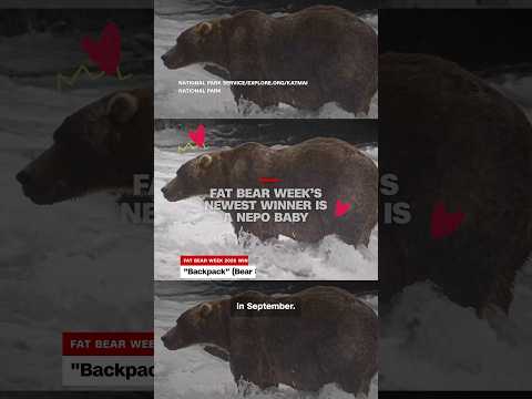 Fat Bear Week’s newest winner is a nepo baby