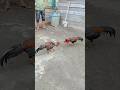 Pakhoy Dan Pamangon Ayam Pamangon Fypシ゚viral Rooster Chicken Ayamaseel Ayamulu Thairooster