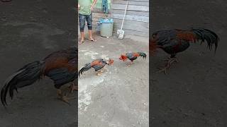 Download lagu Pakhoy dan pamangon 🔥 #ayam #pamangon #fypシ゚viral #rooster #chicken #ayamaseel #ayamulu #thairooster mp3
