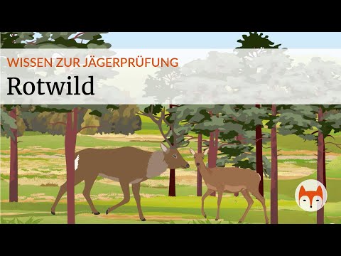 🦌 How to reliably identify red deer – Everything you need to know for the hunting exam! - Preview