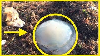 If You See One Of These Things On The Beach, Keep Your Dog As Far Away As Possible