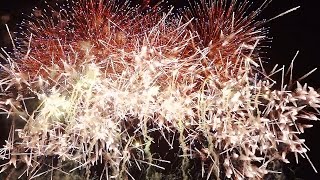 preview picture of video '2014 いせさき花火大会【伊勢崎市誕生10周年記念花火「飛翔」】菊屋小幡花火店 Isesaki fireworks 2014・10th Anniversary fireworks'