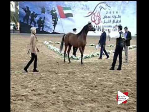 N.203 AJ WADI - Ajman 2016 - Colts 2 years old (Class 8B)