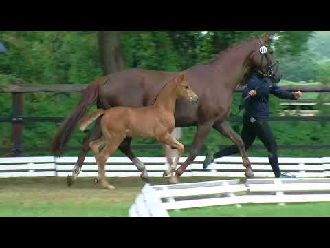 Fiddelke, Vitalis-Florencio I-Graf Top