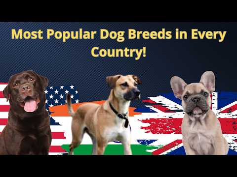 The Most Popular Dog Breeds in Every Country! 🌍🐕
