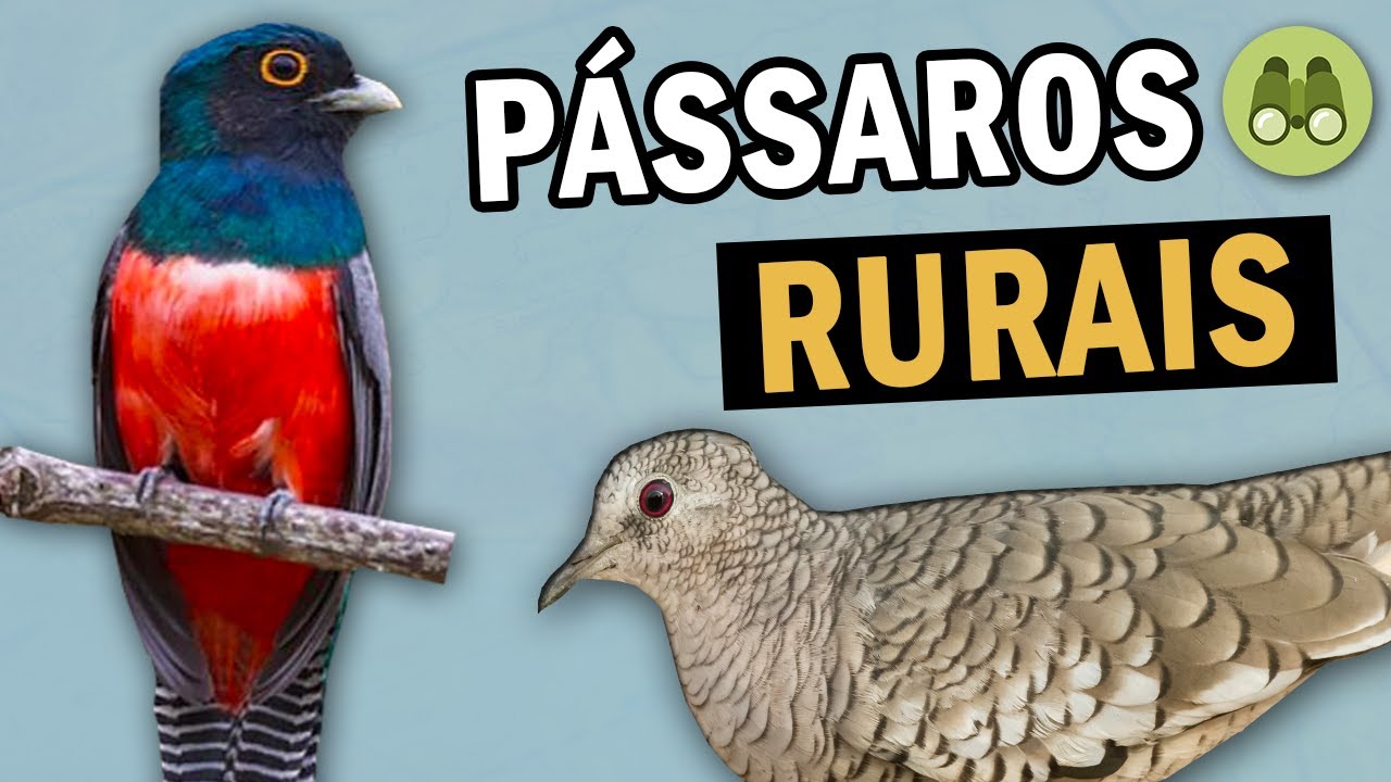 PASSARINHANDO em ÁREAS RURAIS | Conheça o UIRAPURU-LARANJA, ARIRAMBA, ANHUMA, SURUCUÁ e outras AVES