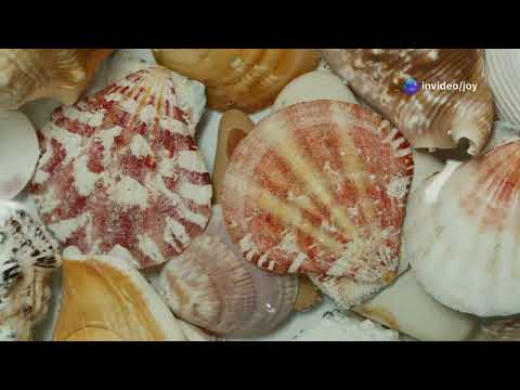 200 EYES OF SCALLOPS