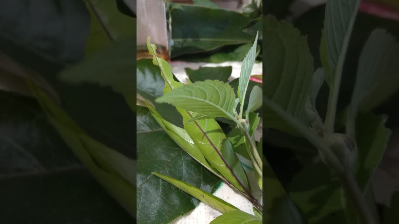 banho forte e poderoso para quebrar feitiços enviados pra vc