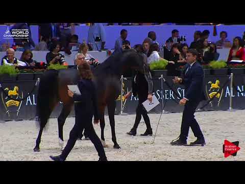N.116 VAN GOGH AM - Paris 2017 - Senior Stallions (Class CM6B)