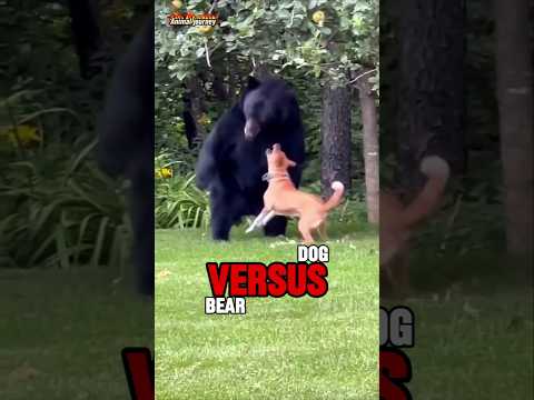Dog vs Grizzly Bear: Can a Dog Stand a Chance?🤔