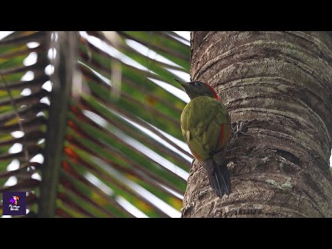 Lesser Yellownape Bird: Mesmerizing Calls and Beautiful Plumage | Birdwatching Delight