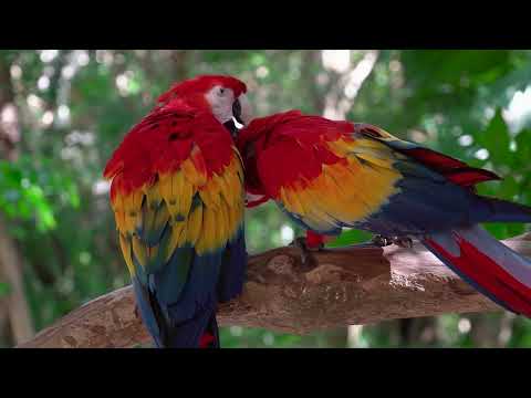 Colorful Macaw Parrots - Stunning Birds in 4K 🐦 Ambient Sounds 4K TV Screensaver Pair