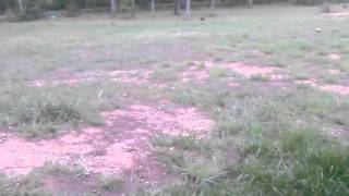 HEARING CREEPY NOISES IN THE WOODS