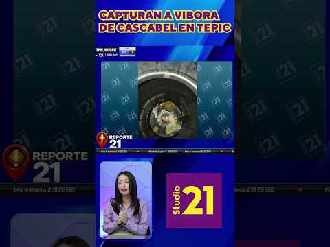 🟣 CAPTURAN VÍBORA DE #CASCABEL EN COLONIA DE TEPIC