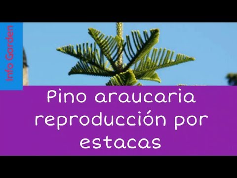 , title : 'Reproducción y cuidados del pino araucaria por estacas'