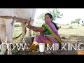 Viral Cow Prepare Milking