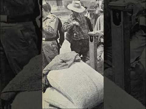 El Café en Boyacá en la década de los 60  #historia #café #zetaquira #lengupa