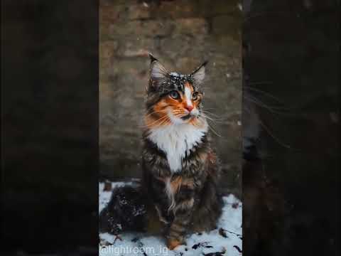 Bu kedi bi harika #cat #cats #dog #dogs #catanddog #love