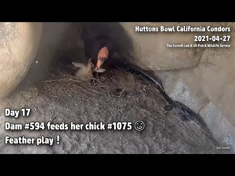 Huttons Bowl CA Condors🐦Day 17⏳Dam #594 Feeds Her Chick #1075😋Feather Play❗️2021-04-27