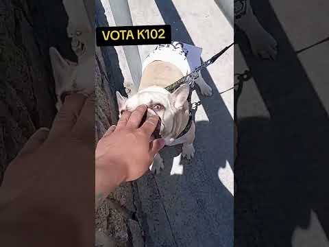 #Cartagena #viñadelmar #valparaiso #SanAntonio En litoral Vota Local, 🇨🇱Pedro es la Voz VOTA K102