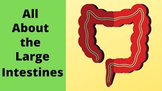 All about the large intestine
