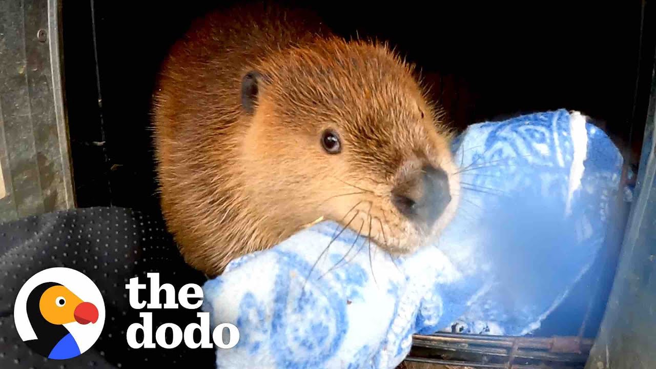 Baby Beaver Won't Let Go Of His Blankie | The Dodo Saving The Wild
