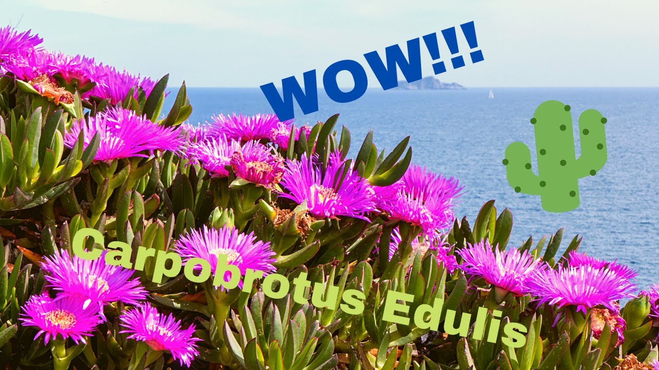 Una piante grassa con BELLISSIMI FIORI Ecco a voi una Carpobrotus edulis (Fico di mare)