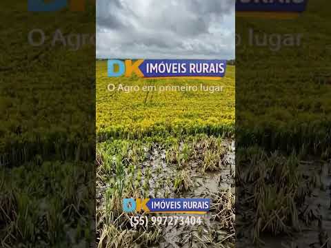 🚜 Arrendamento de Fazenda para Arroz no RS | Entre Alegrete e Rosário do Sul 🌾