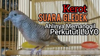 Download lagu Perkutut lokal gacor KEROT suara Besar GLEDEK ahlinya untuk pancingan perkutut LOYO jadi BUNYI mp3