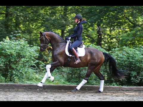 Stute von Fürstenball