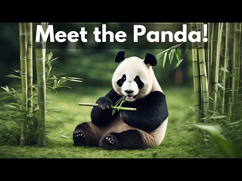 What Makes Pandas So ADORABLE to Humans | Fun Panda Facts for Kids