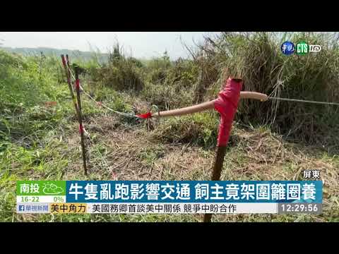 屏東林邊溪床圈地養牛 縣府:限期拆除