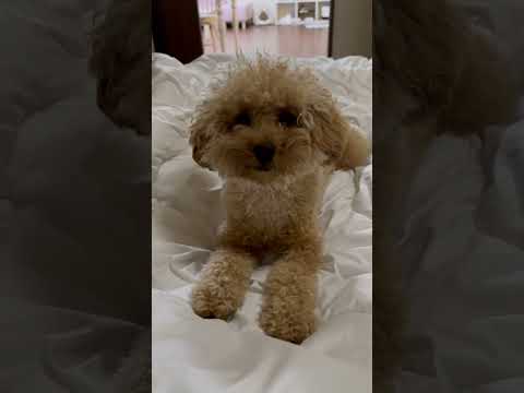 経営学科 飼い主と遊ぶトイプードル15ヶ月　 #toypoodle　#トイプードル