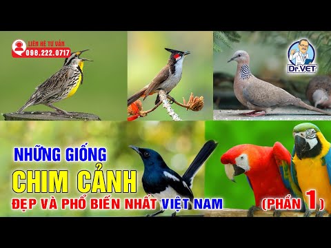 , title : 'Những giống chim cảnh đẹp và phổ biến nhất Việt Nam | Dr.Vet'
