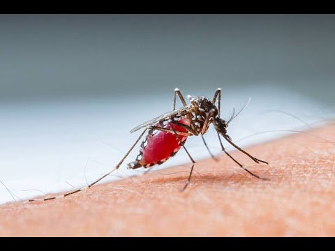 Allan k ft Baska - Mosquito